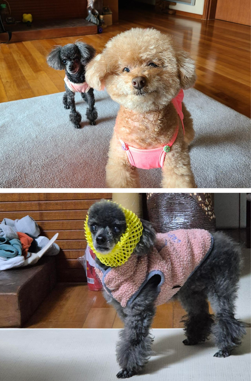 사진